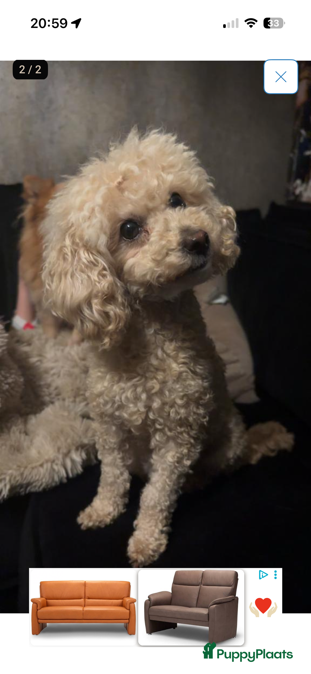 Poedel Toy honden te koop: Toy poedel puppys - Advertentie 6