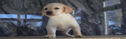Labrador Retriever honden te koop: Hele knappe labrador pups te koop. - Advertentie 9