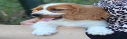 Kruising honden te koop: Leuke Kruising Engelse Cocker Spaniel pups reutjes - Advertentie 7