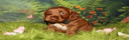 Australian Labradoodle honden te koop: 1 teefje en 3 reutjes Australian labradoodle pups - Advertentie 5