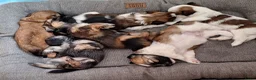 Kruising honden te koop: Lhasa-apso-Boemertjes - Advertentie 4