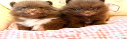Pomeriaan honden te koop: Choco pomeranian pomeriaan pups te reserveren - Advertentie 12