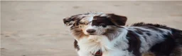 Australian Shepherd honden te koop: Australian shepherd pups ( nog 3 beschikbaar  - Advertentie 17
