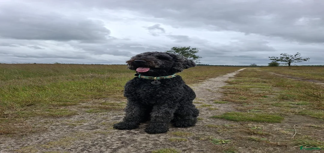 Galerij afbeelding {{count}}