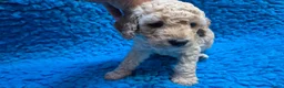 Cockapoo honden te koop: Kleine maat cockapoo pups - Advertentie 27