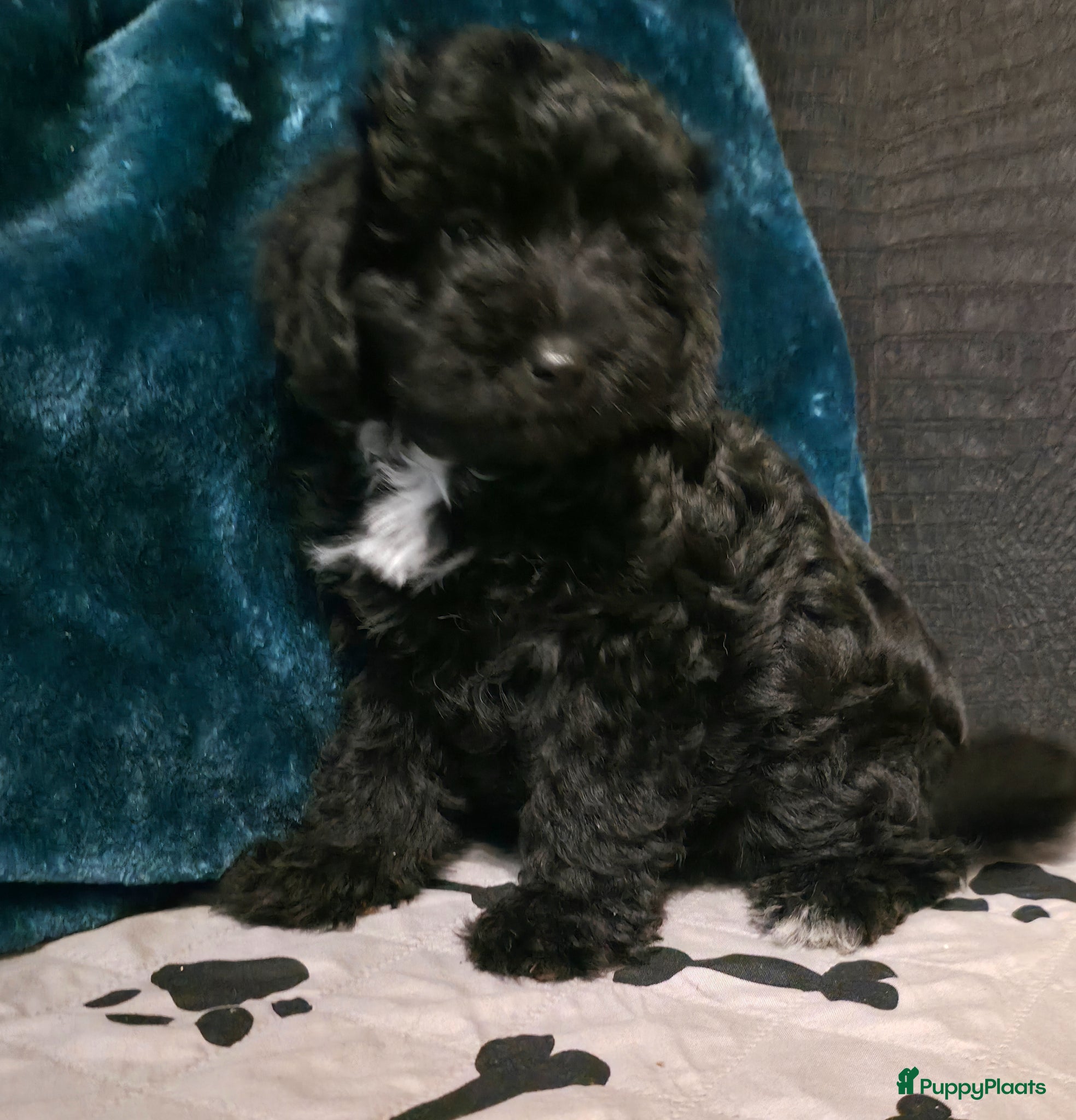 Goldendoodle honden Gezonde mini doodle x toypoedel pups hypoallergeen - Advertentie 2