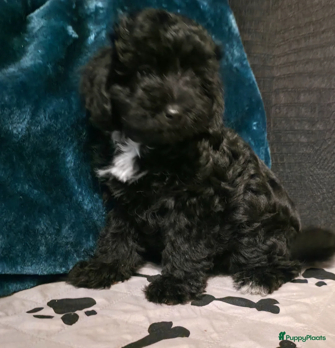 Goldendoodle honden te koop: Gezonde mini doodle x toypoedel pups hypoallergeen - Advertentie 1