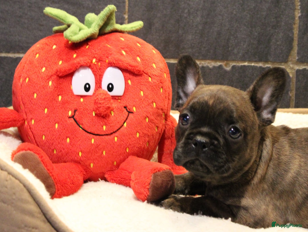 Franse Bulldog honden te koop: Franse Bulldog pups - Advertentie 22