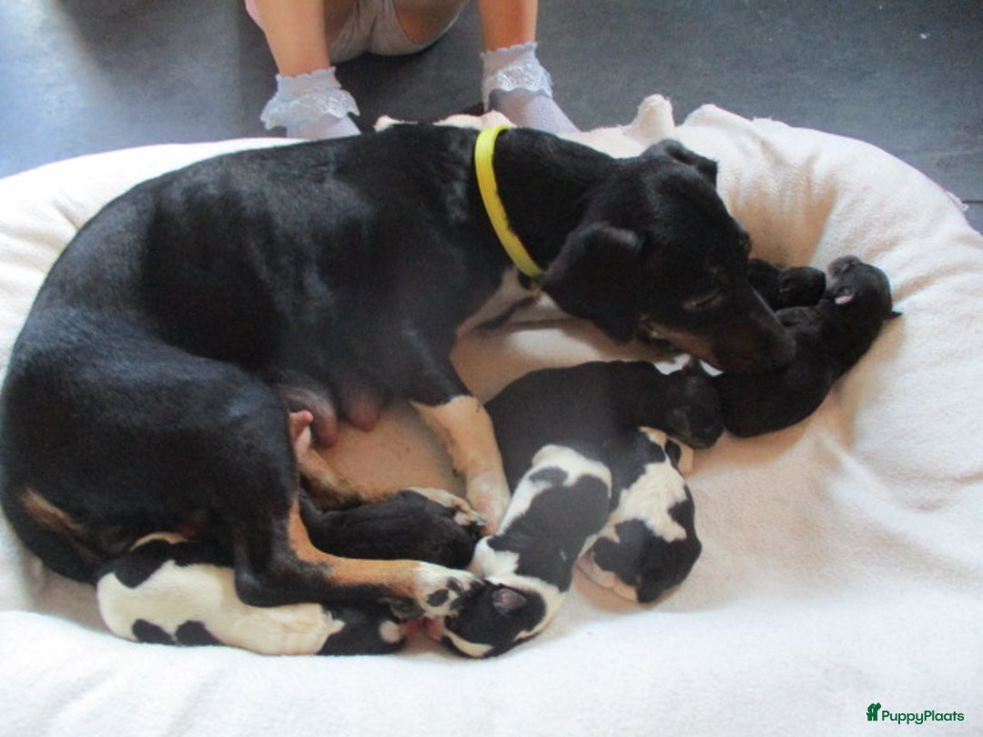 Jack Russel Terriër honden te koop: Jack  russel pups zoeken lief huis! nog 4 pups! - Advertentie 20