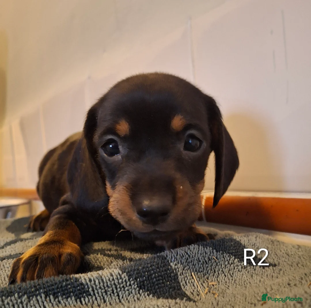Teckel (korthaar)  honden te koop: Black and tan teckel pups  - Advertentie 3