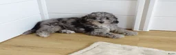 Kruising honden te koop: Prachtige dwerg/toy poedel puppys - Advertentie 28