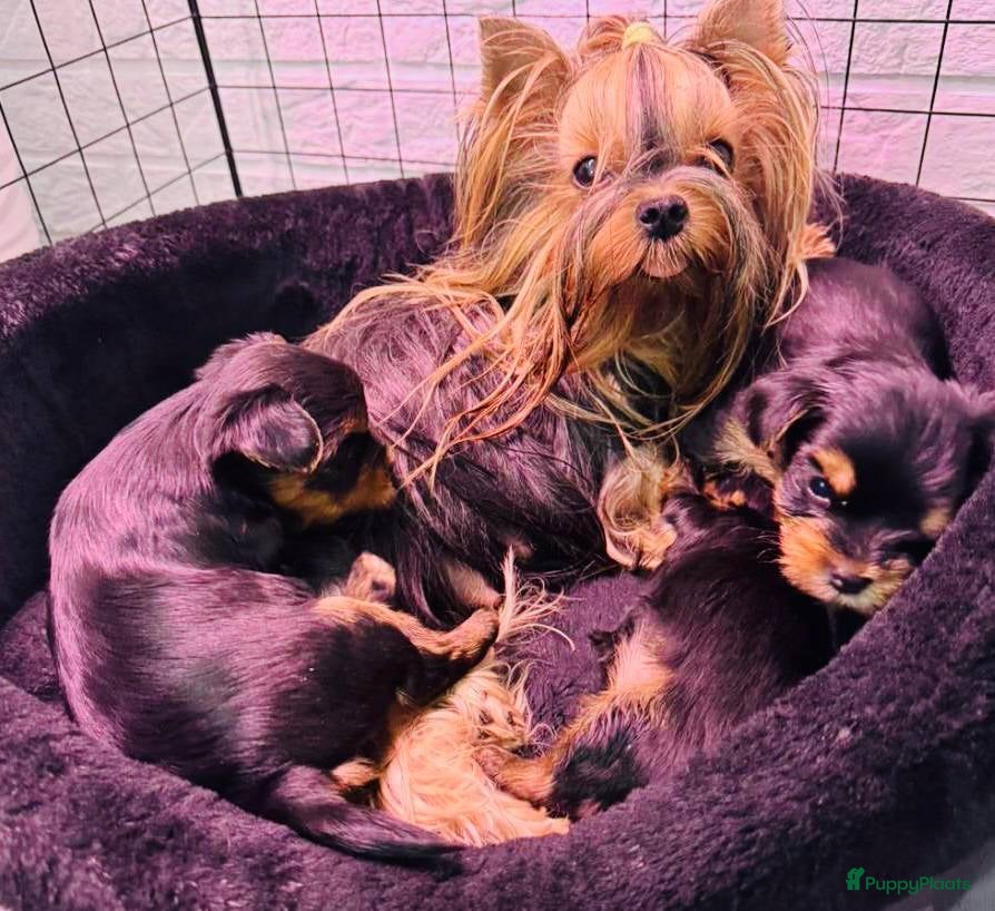 Yorkshire Terriër honden  Yorkshire Terrier puppy’s - Advertentie 1