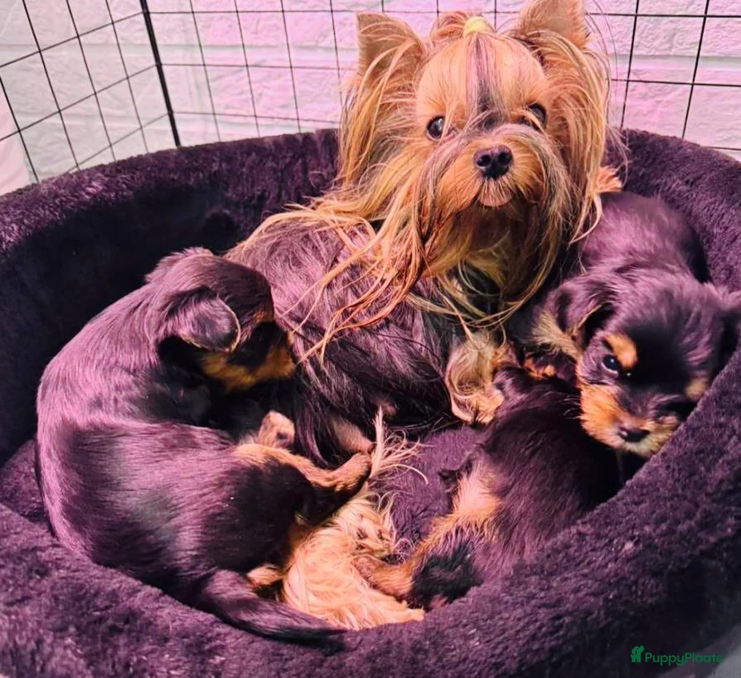 Yorkshire Terriër honden te koop:  Yorkshire Terrier puppy’s - Advertentie 1
