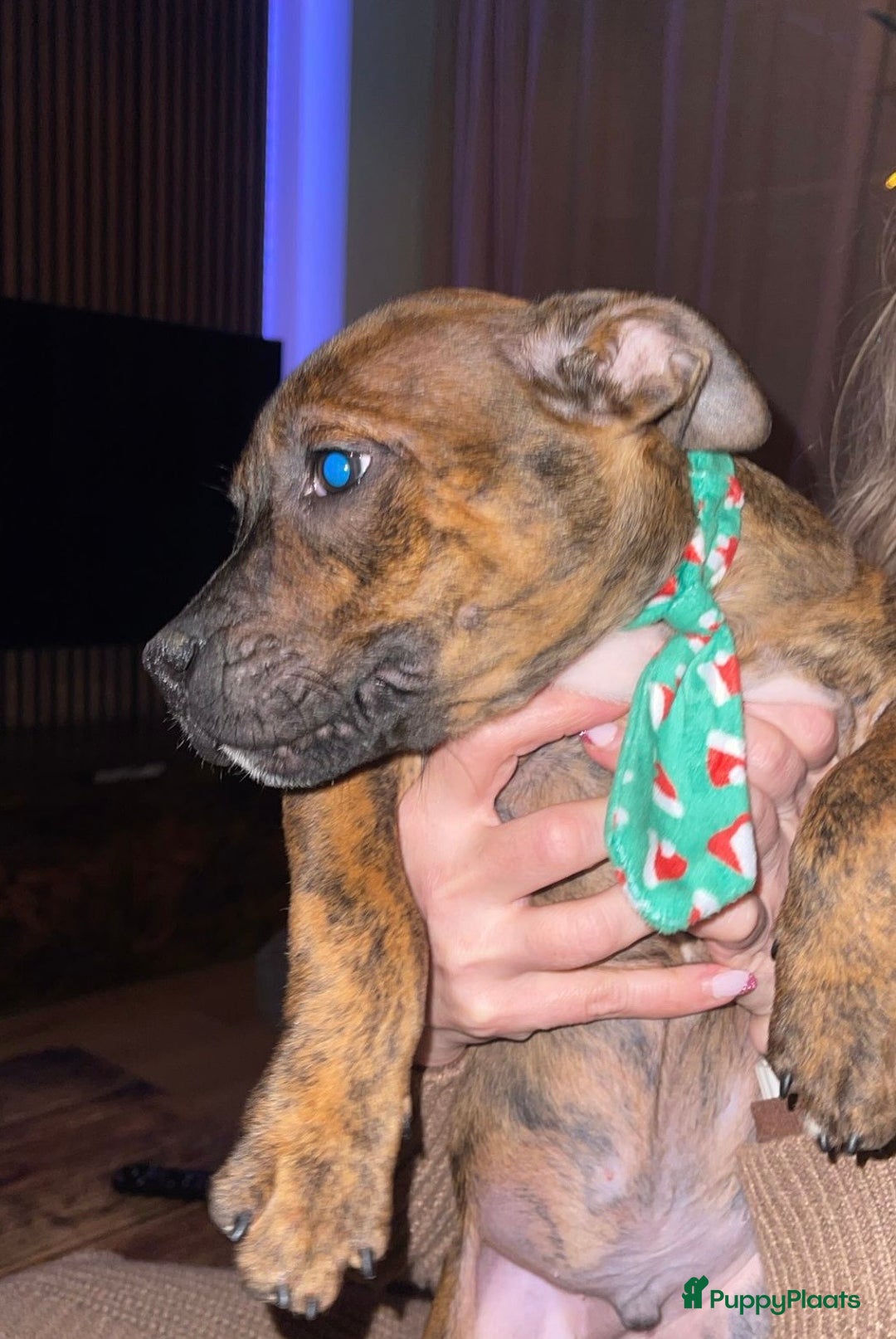 Kruising honden te koop: Pitbull x Cane Corso x Old English Bulldog puppies - Advertentie 8