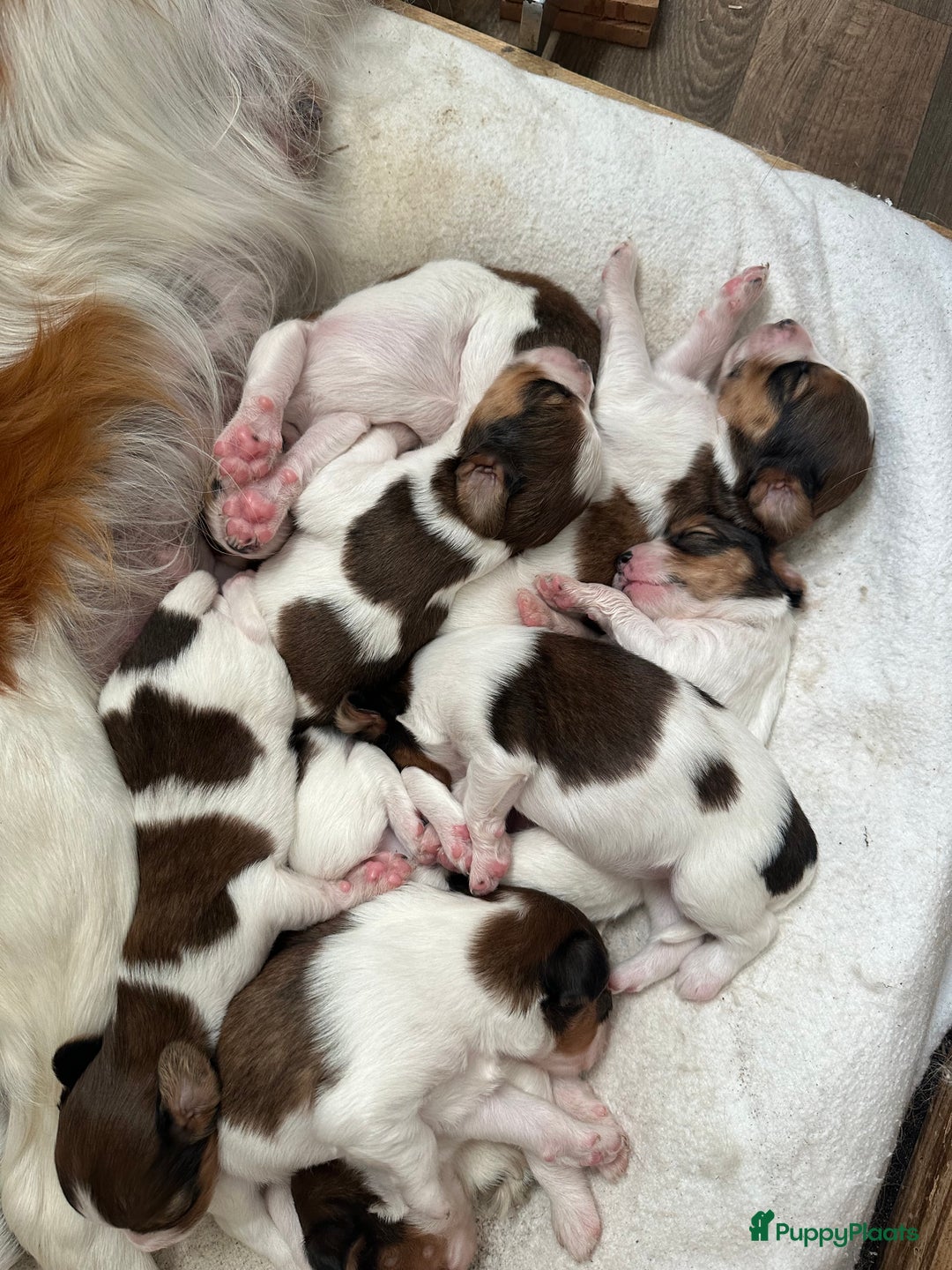 Kooikerhondje honden te koop: Kooiker pups  - Afbeelding 4