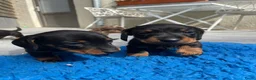 Ruwhaar Teckel honden te koop: Lieve ruwhaar en gladhaar black and tan  - Advertentie 4