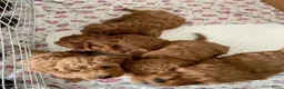 Poedel Toy honden te koop: Toy Poedel pups - Advertentie 3