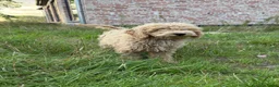 Labradoodle honden te koop: Mooie beige Labradoodle! - Advertentie 3
