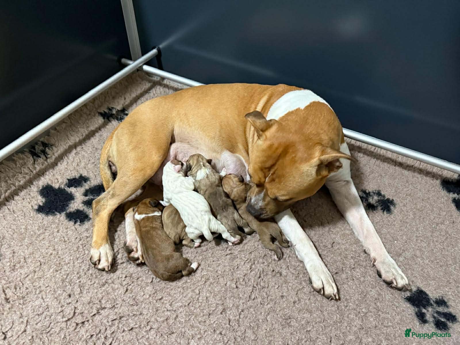 American Staffordshire Terriër honden American staffordshire terriër pups met stamboom - Advertentie 1