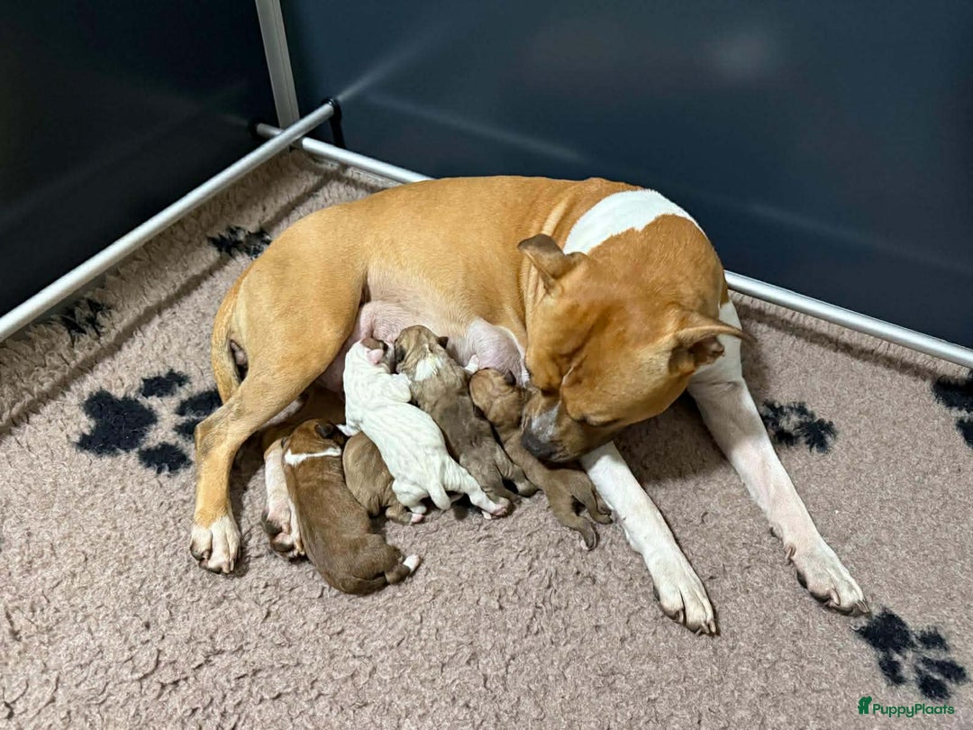 American Staffordshire Terriër honden te koop: American staffordshire terriër pups met stamboom - Advertentie 1