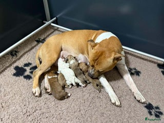 American Staffordshire Terriër honden American staffordshire terriër pups met stamboom - Advertentie 1