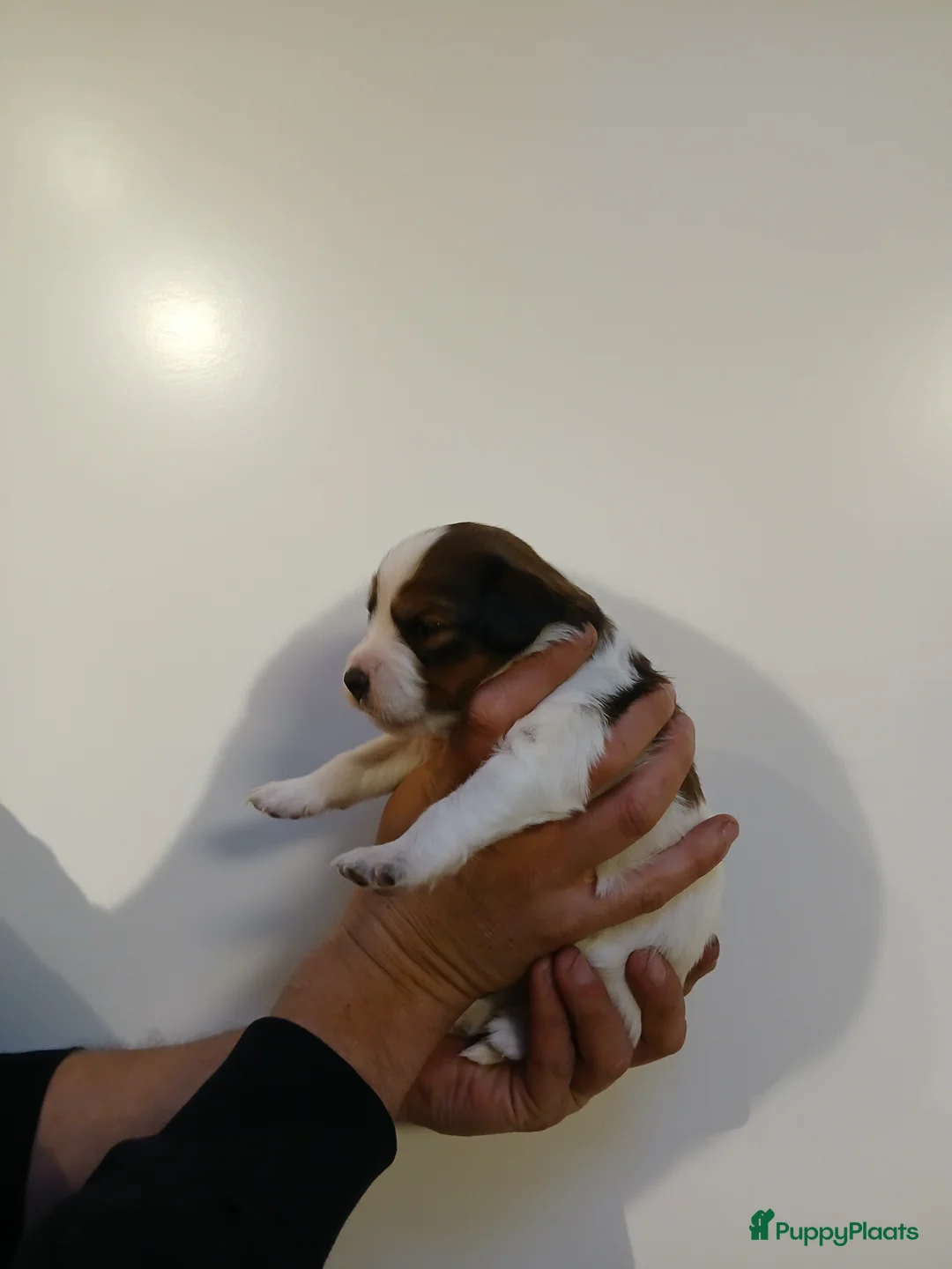Kooikerhondje honden te koop: Supper liever  nestje kooiker pups van 7 - Advertentie 8