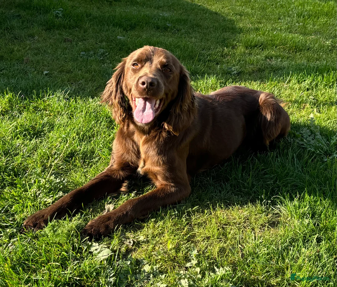 Duitse Staande Hond Langhaar honden te koop: Verwacht duitse staande Langhaar pups - Advertentie 2