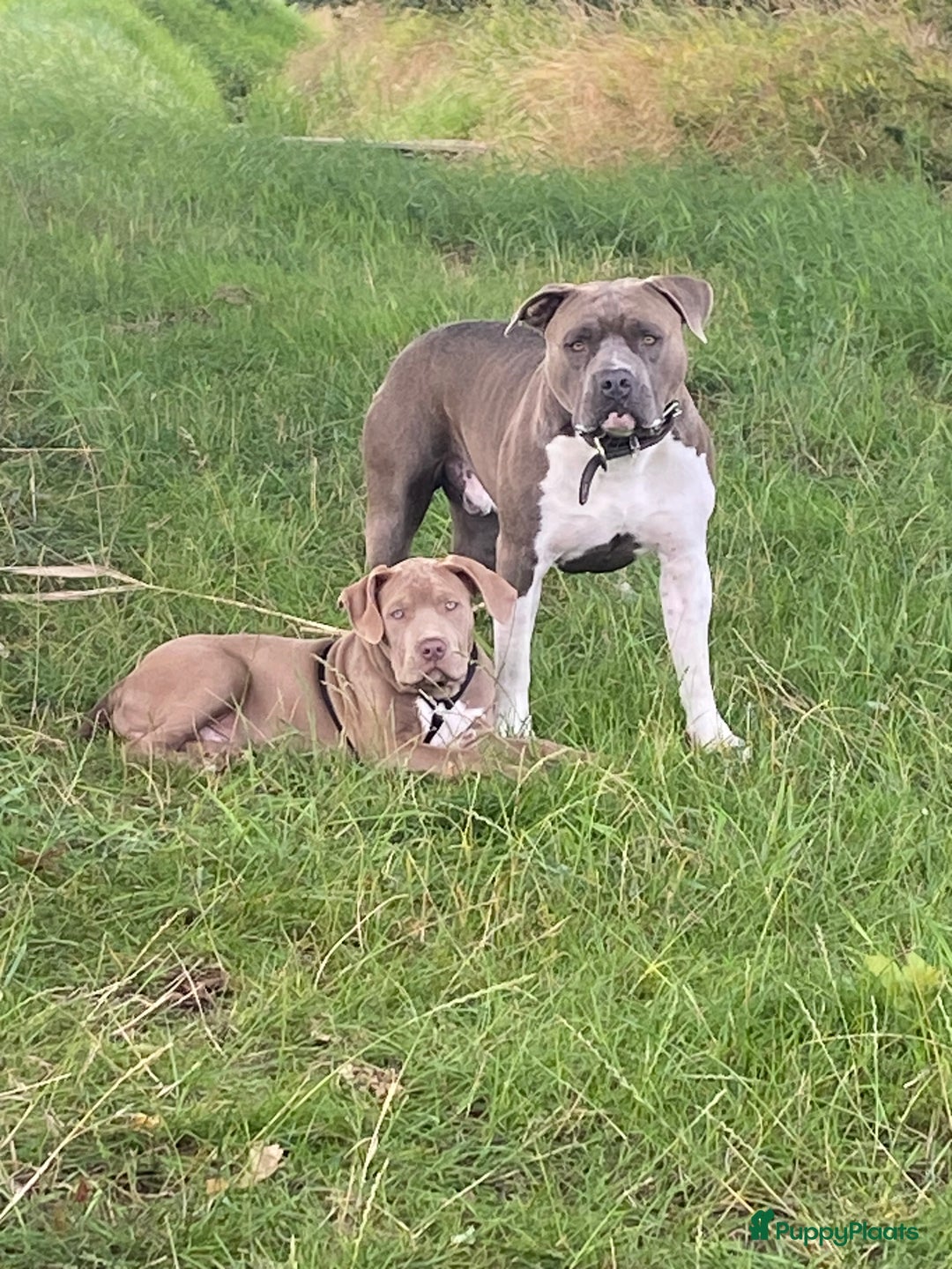 American Staffordshire Terriër honden ter dekking: Unieke Ervaren Amerikaanse Stafford bleu dekreu  in Gemert - Afbeelding 9