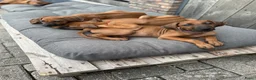Rhodesian Ridgeback honden te koop: 10 prachtige Rhodesian Ridgeback pups te koop - Advertentie 8