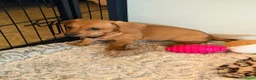 Kruising honden te koop: 1 teefje en 1 reutje 💙❤️ - Advertentie 3