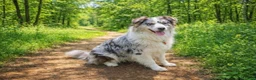 Australian Shepherd honden te koop: Australian Shepherd puppy - Advertentie 2
