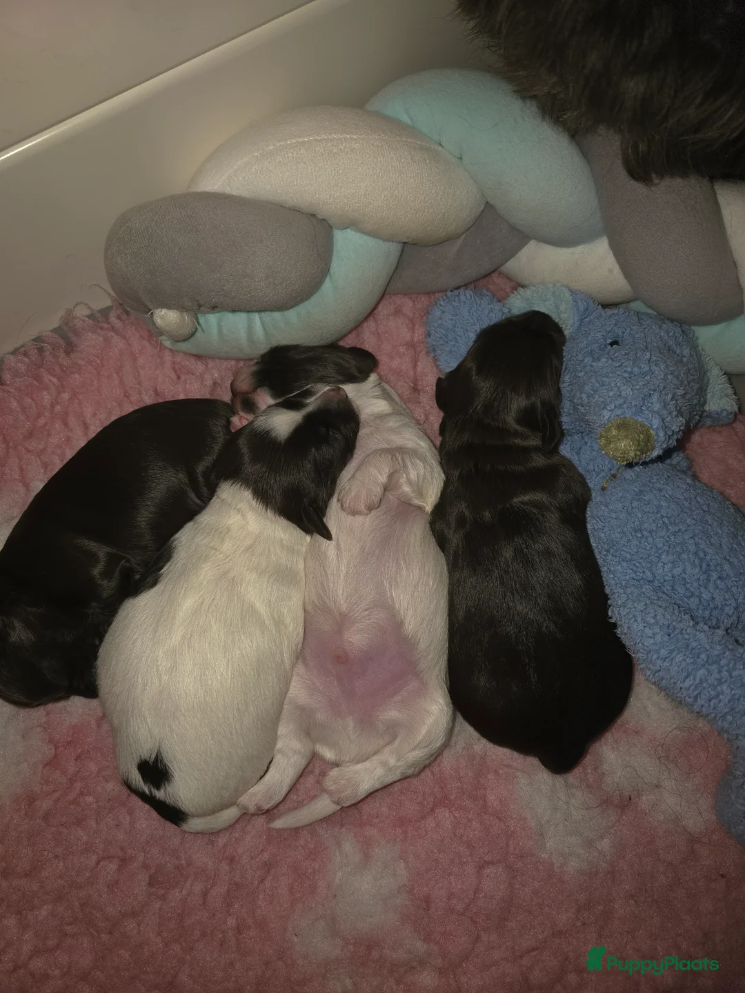 Havanezer honden te koop: Prachtig chocolade met wit reutje - Advertentie 2