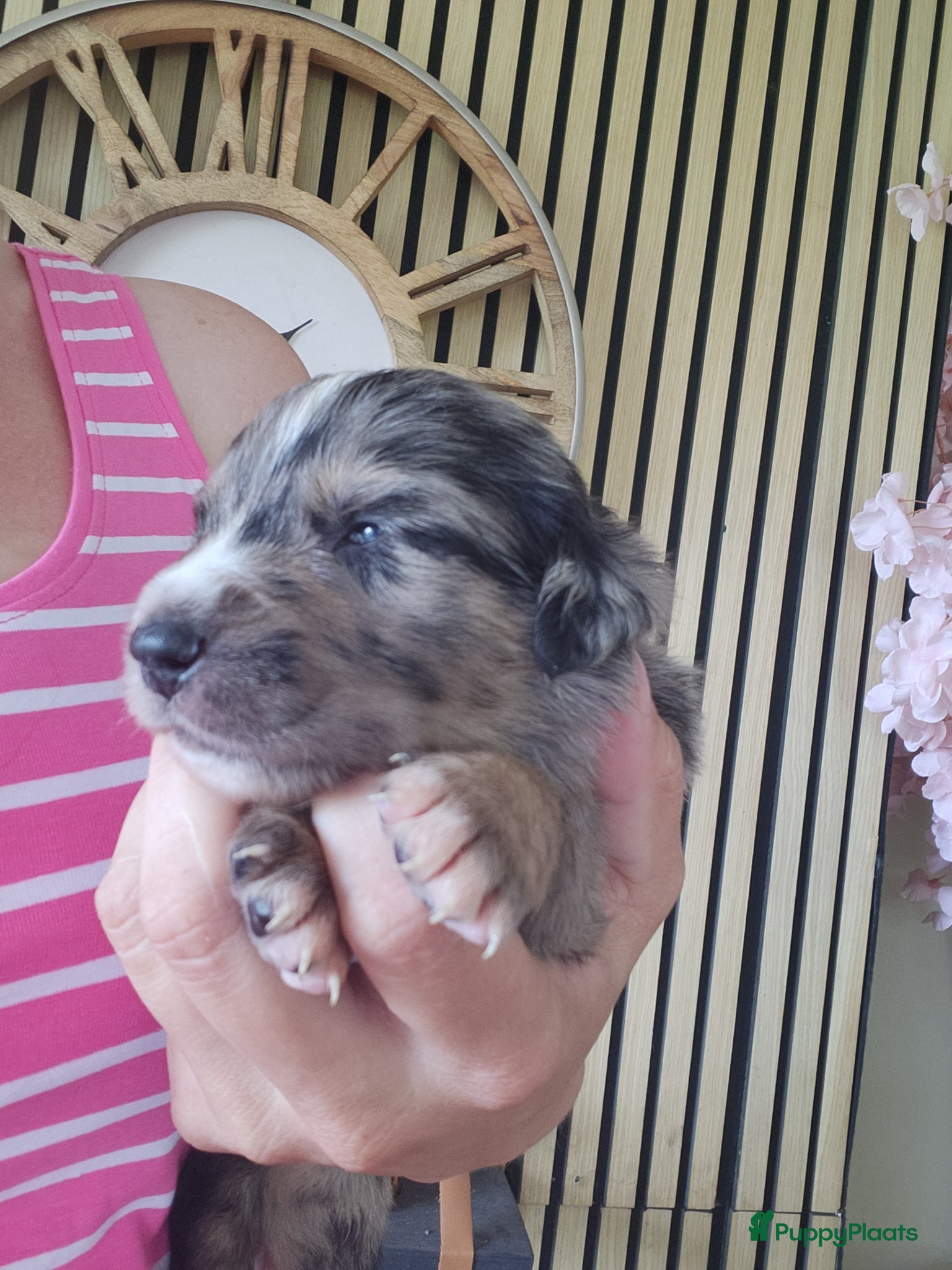 Kruising honden Mooie golden aussie pups - Advertentie 2
