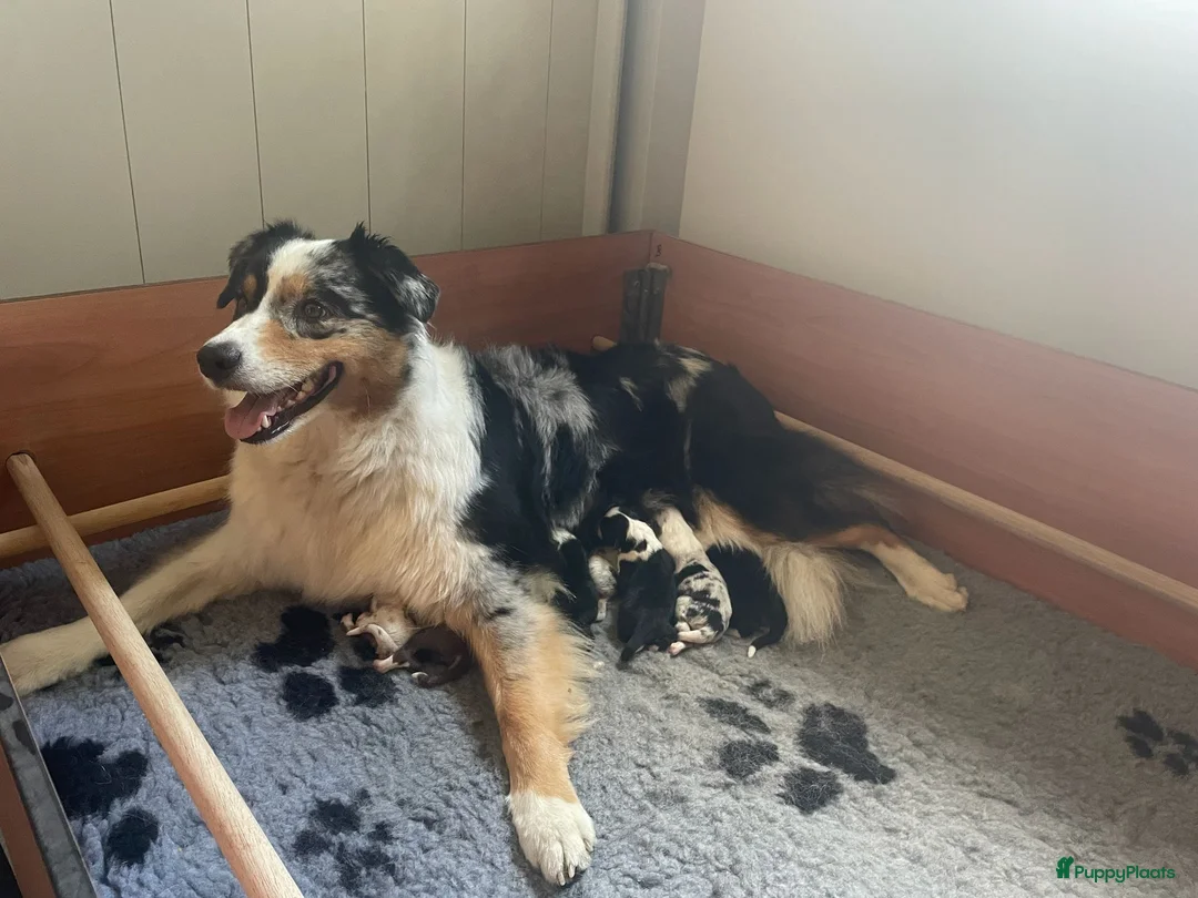 Australian Shepherd honden te koop: Australian Shepherd pups beschikbaar - Advertentie 1