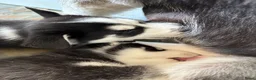 Siberische Husky honden te koop: Lieve husky pups zoeken een gouden mandje - Advertentie 5