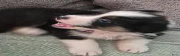 Australian Shepherd honden te koop: Australian shepherd australische herder pups - Advertentie 17