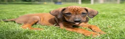 Rhodesian Ridgeback honden te koop: rhodesian ridgeback pups  - Advertentie 5