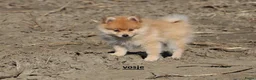 Pomeriaan honden te koop: pomeriaan pups beschikbaar - Advertentie 4
