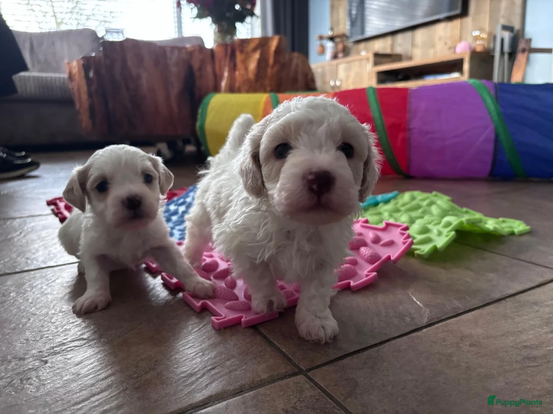 Kruising honden te koop: Maltipoo x Shih Tzu pups - Advertentie 6