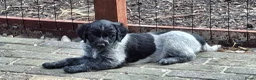 Kruising honden te koop: Unieke aparte bijzondere kruising - Advertentie 8