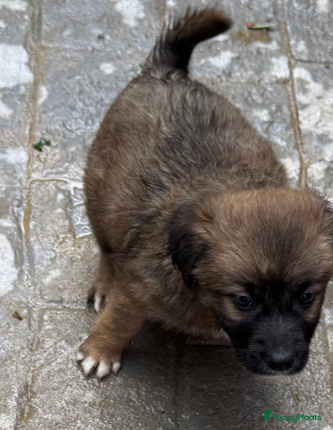 Kruising honden ter adoptie: jongen Eliot  zoekt een gouden mandje  - Advertentie 6