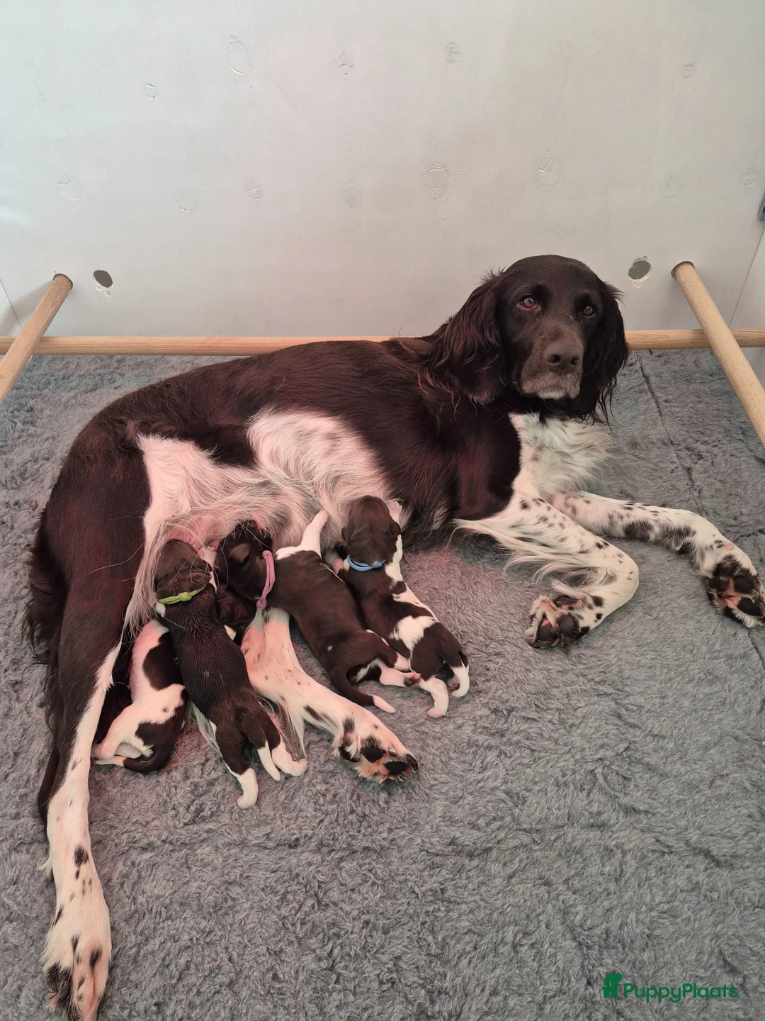Heidewachtel honden te koop: Prachtige Heidewachtel puppy's aangeboden in Noordwijkerhout - Advertentie 1