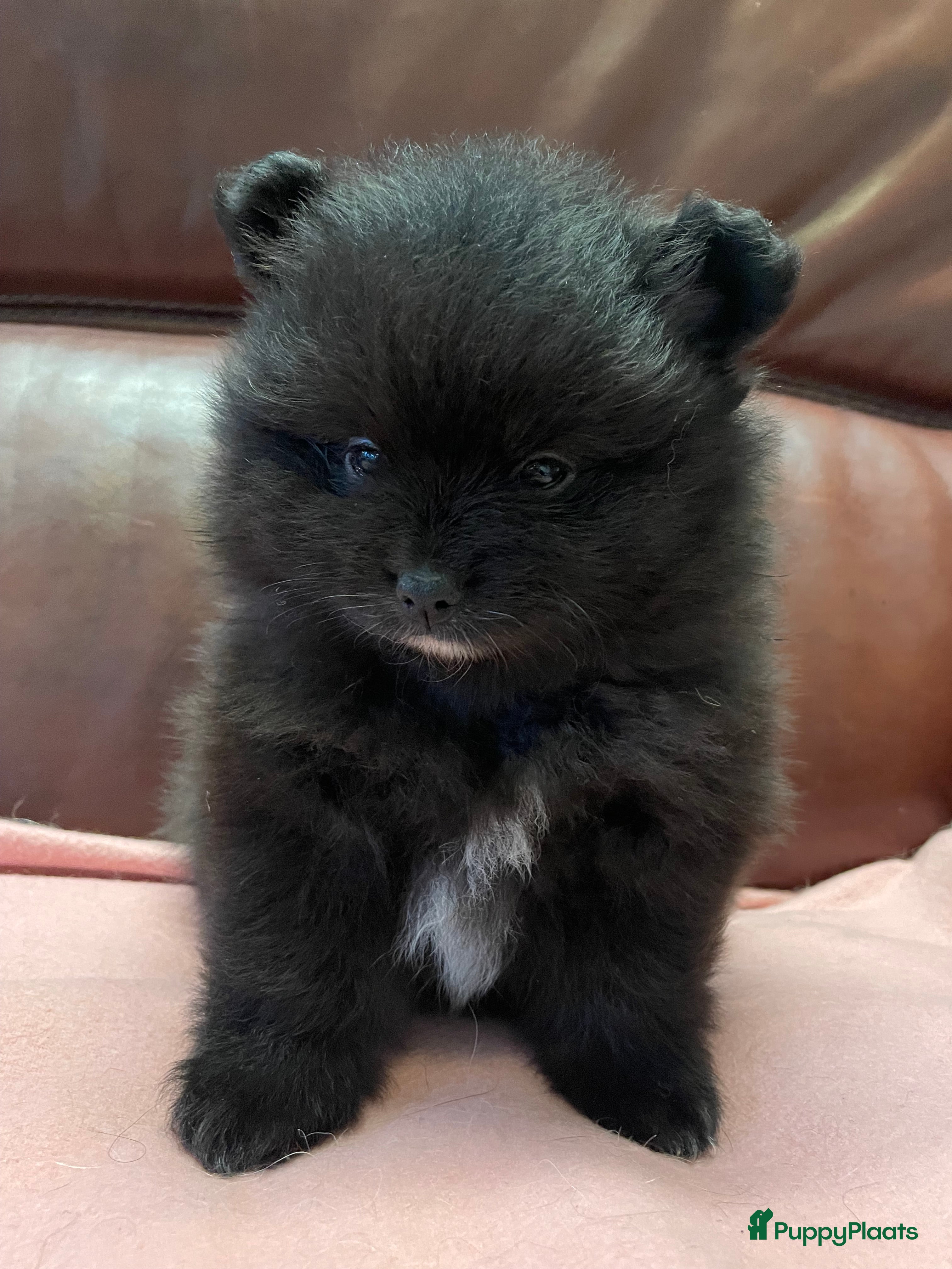 Pomeriaan honden 4 Prachtige pomeriaan/dwergkees pups. 💙💜 - Advertentie 18