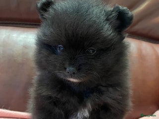 Pomeriaan honden 4 Prachtige pomeriaan/dwergkees pups. 💙💜 - Advertentie 18