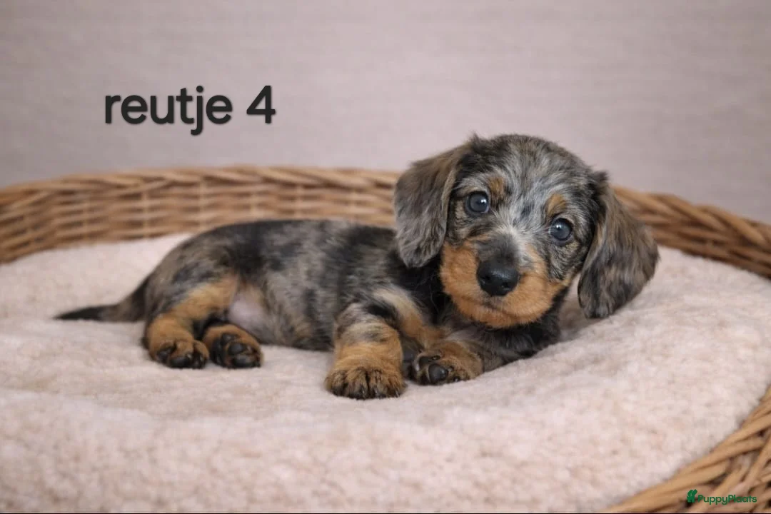 Ruwhaar Teckel honden te koop: Super mooie ruwhaar dwerg teckel pups (ook merle)  - Advertentie 11