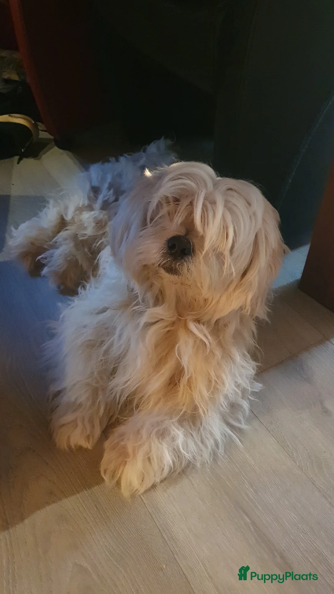 Boomer honden te koop: Mooi nestje boomer pups  - Advertentie 1