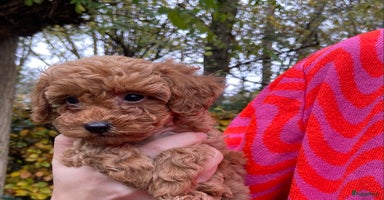 Kruising honden Lieve kleine poedel pups (Dwergpoedel x Toypoedel) - Advertentie 12