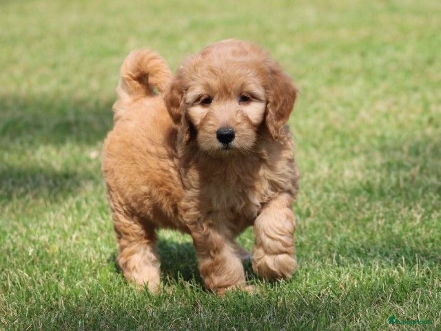 Goldendoodle honden Mooie Goldendoodle pups - Advertentie 1