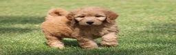 Goldendoodle honden te koop: Mooie Goldendoodle pups - Advertentie 9