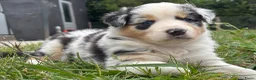 Australian Shepherd honden te koop: Aussies pups zoeken een gouden mandje  - Advertentie 5